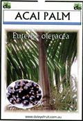 Euterpe oleracea